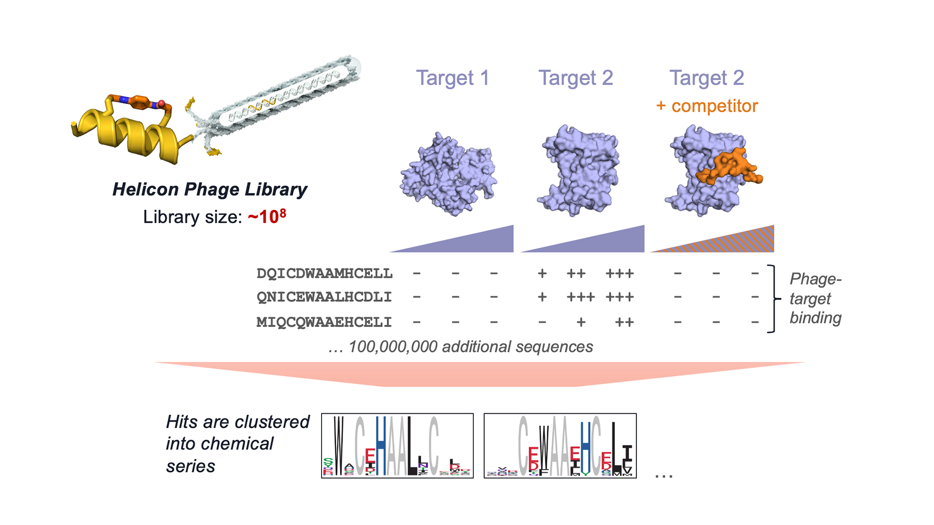 Helicon phage screening platform